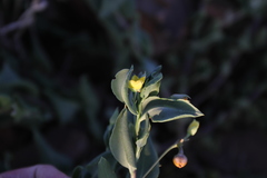 Talinum arnotii