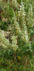 Salvia dominica