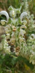 Salvia dominica