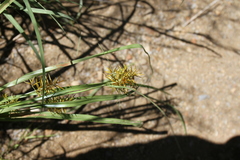 Cyperus fulgens
