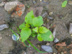 Commicarpus tuberosus