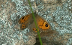 Lasiommata