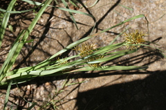 Cyperus fulgens