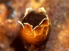 Polyschismium peyerimhoffii