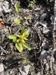 Ranunculus glaberrimus