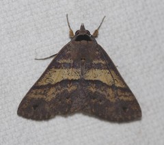 Ophyx eurrhoa