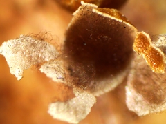 Polyschismium peyerimhoffii