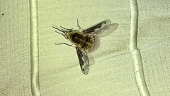 Bombylius fimbriatus