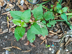 Commicarpus tuberosus