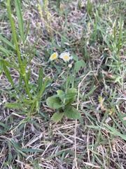 Erigeron procumbens