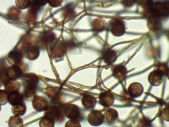 Polyschismium peyerimhoffii