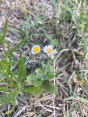 Erigeron procumbens