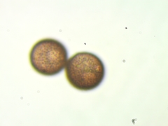 Polyschismium peyerimhoffii