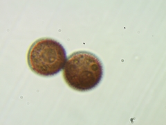 Polyschismium peyerimhoffii