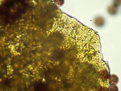 Polyschismium peyerimhoffii