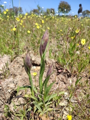 Serapias cordigera