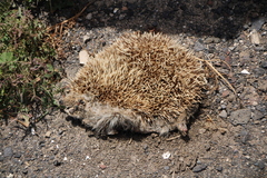 Atelerix algirus