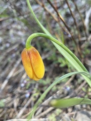 Fritillaria pudica