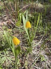 Fritillaria pudica
