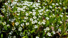 Plagiobothrys bracteatus