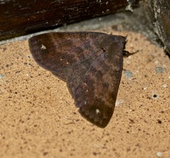 Ophyx eurrhoa
