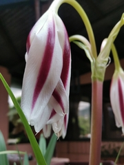 Crinum × amabile