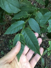 Sclerocroton integerrimus
