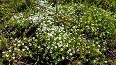 Plagiobothrys bracteatus