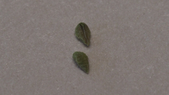 Plagiobothrys bracteatus