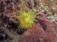 Balanophyllia regia