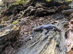 Ambystoma laterale