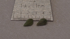 Plagiobothrys bracteatus