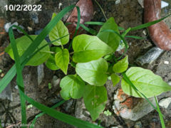 Commicarpus tuberosus