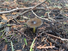 Mycena nivicola