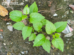 Commicarpus tuberosus