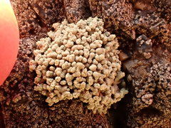 Lecanora phryganitis