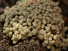 Lecanora phryganitis