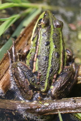Pelophylax lessonae