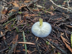 Mycena nivicola