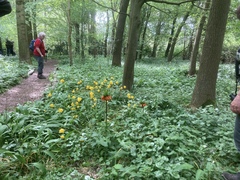 Doronicum pardalianches