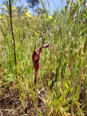 Serapias × ambigua