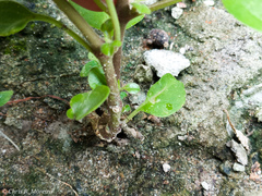 Commicarpus tuberosus