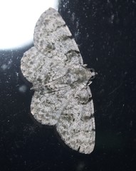 Dyscheralcis crimnodes