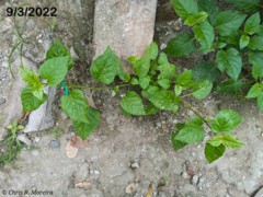 Commicarpus tuberosus