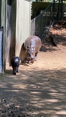 Hippopotamidae