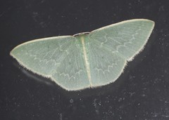 Chlorocoma melocrossa