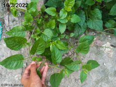 Commicarpus tuberosus