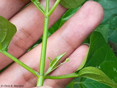 Commicarpus tuberosus