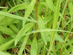 Chromagrion conditum