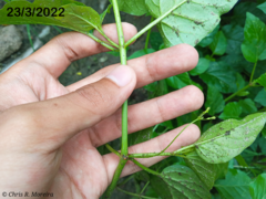 Commicarpus tuberosus